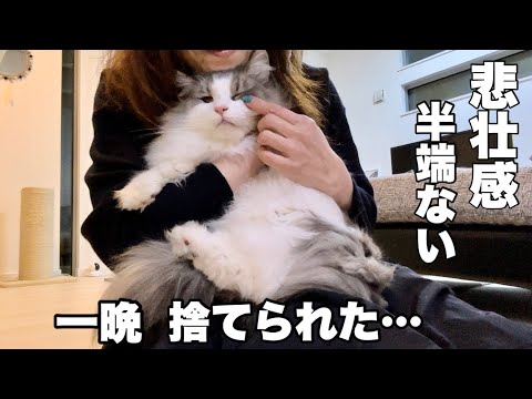 留守番した猫が今にも泣きそうになってる💦ノルウェージャンフォレストキャット