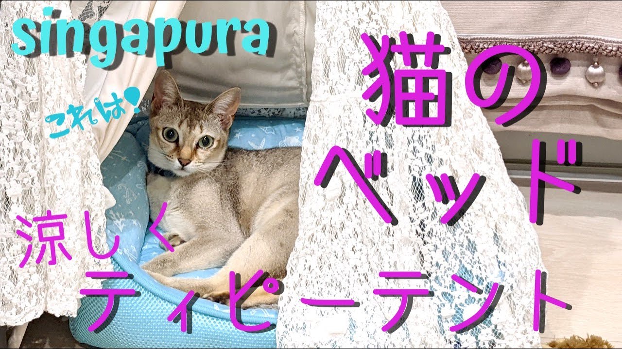 シンガプーラのプリン 猫のベッド 夏はやっぱりティピーテント Cat bed