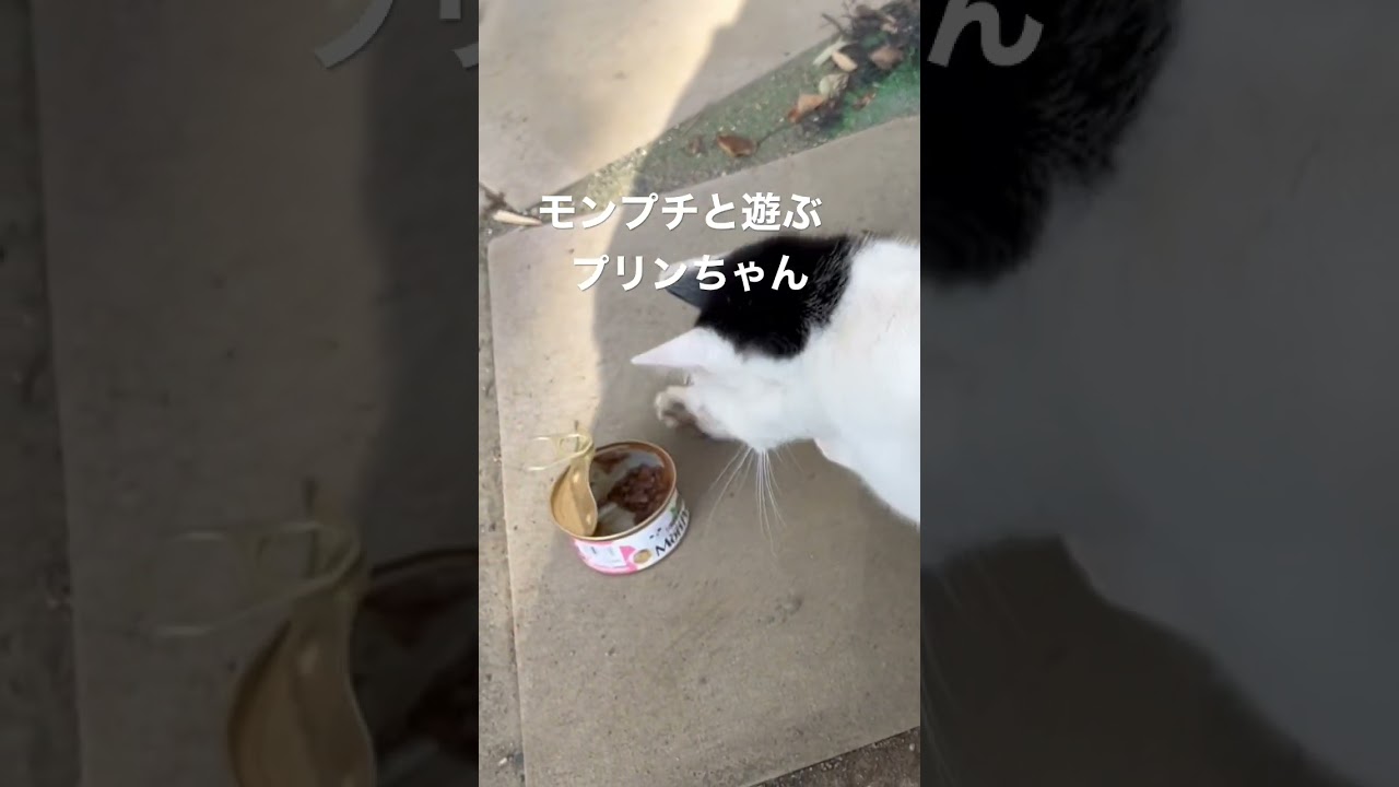 子猫のプリンちゃん。モンプチを転がす。#short#子猫