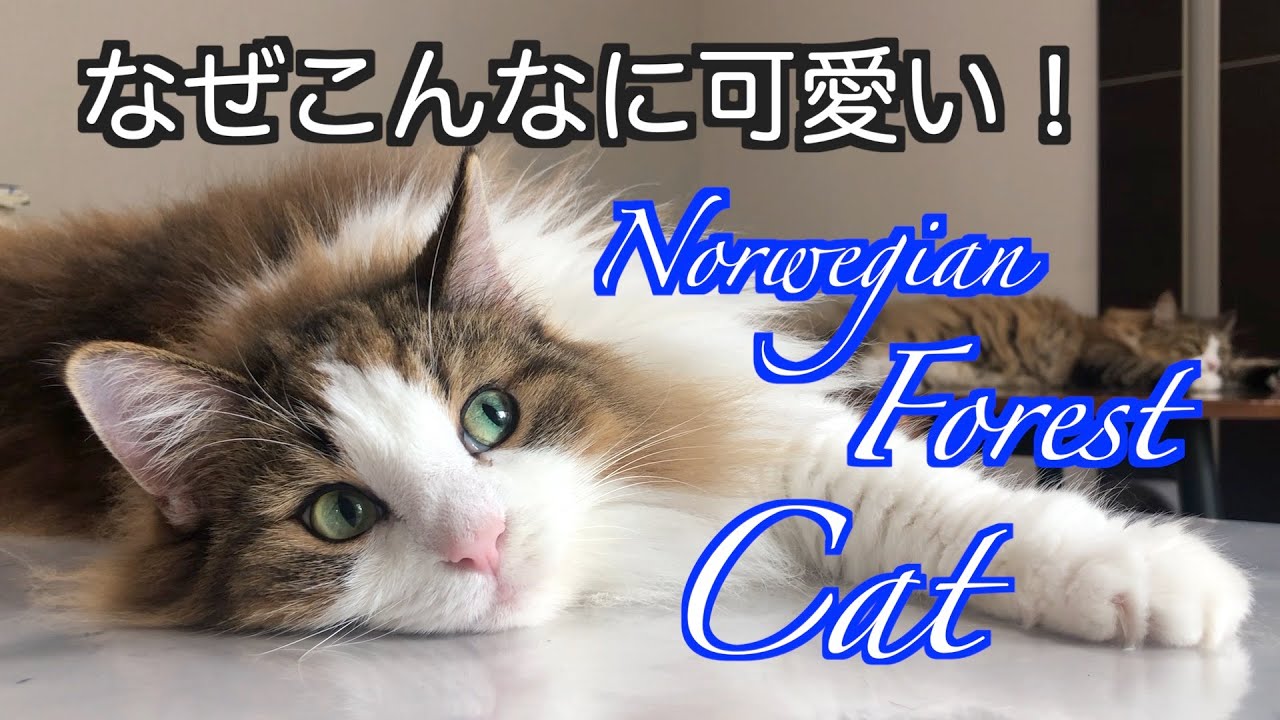 なぜこんなに可愛い！ノルウェージャンフォレストキャット！NorwegianForest Cat