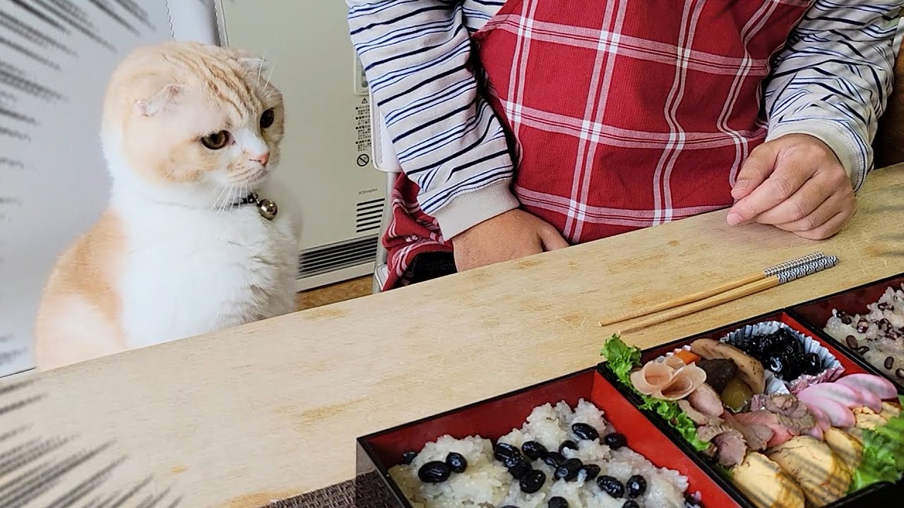 ご馳走を目の前に子猫と犬達が我慢の限界でこうなっちゃいました...