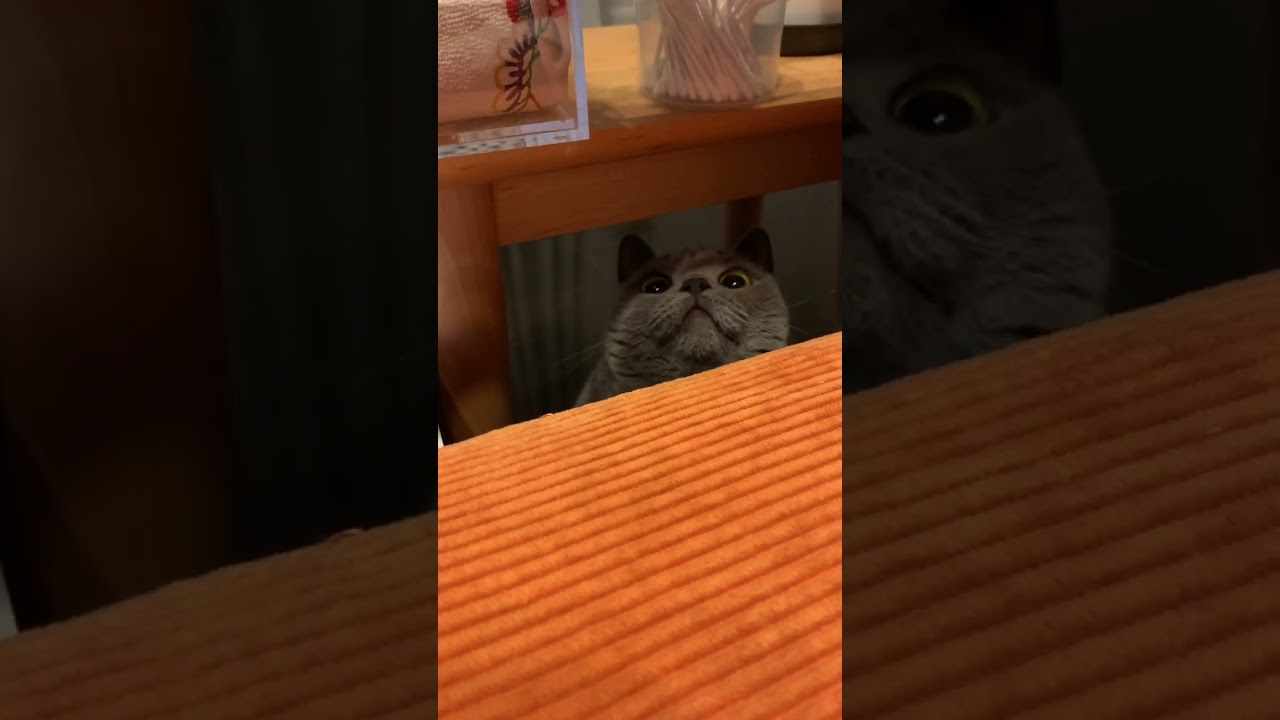 隙間からこんにちは！【シャルトリュー/Chartreux cat】#shorts