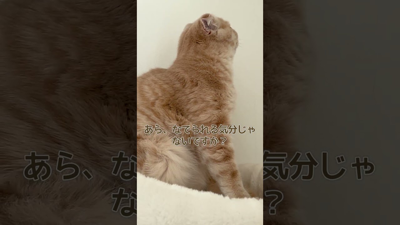 寝起きの子猫をなでてみたら…【スコティッシュフォールド】#shorts #かわいい #子猫