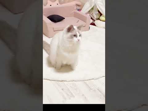 【猫】凄くて可愛い♡【親バカ動画】#shorts #ラグドール