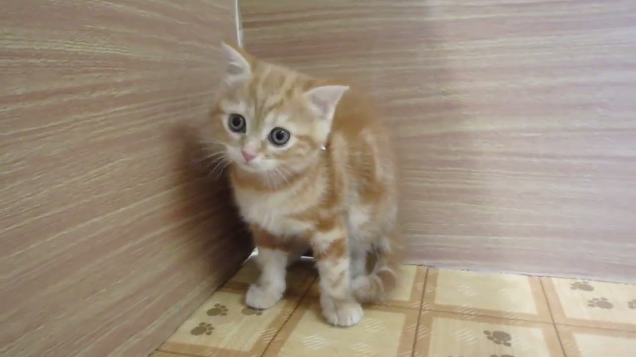 00613680 アメリカンショートヘアー