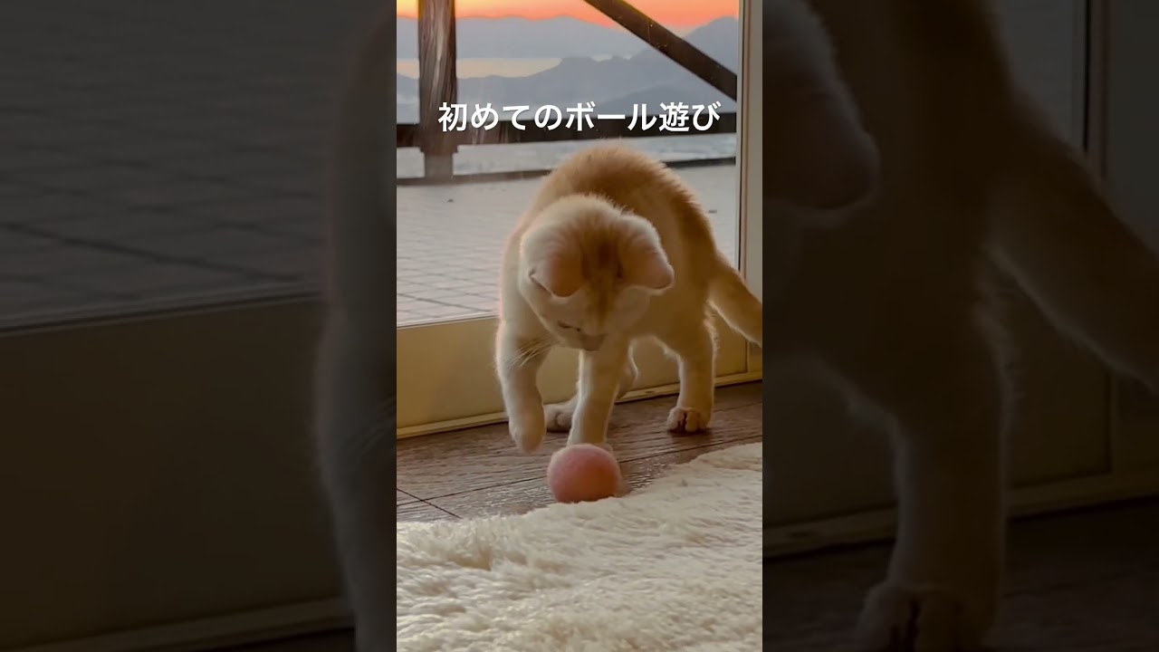 はじめてのボール遊び😺 #shorts #子猫 #保護猫