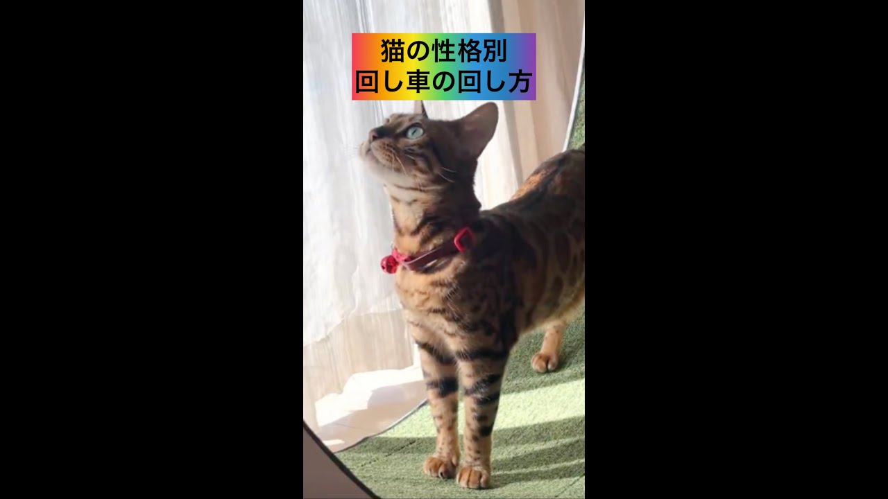 猫の性格別『回し車』の回し方 #shorts