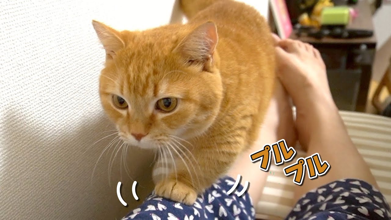 ママの体の上を器用に歩く短足マンチカンが可愛い！