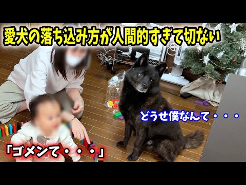 「ゴメンて、、」愛犬の落ち込み方が人間みたいで切ない。【娘と愛犬でドミノ】