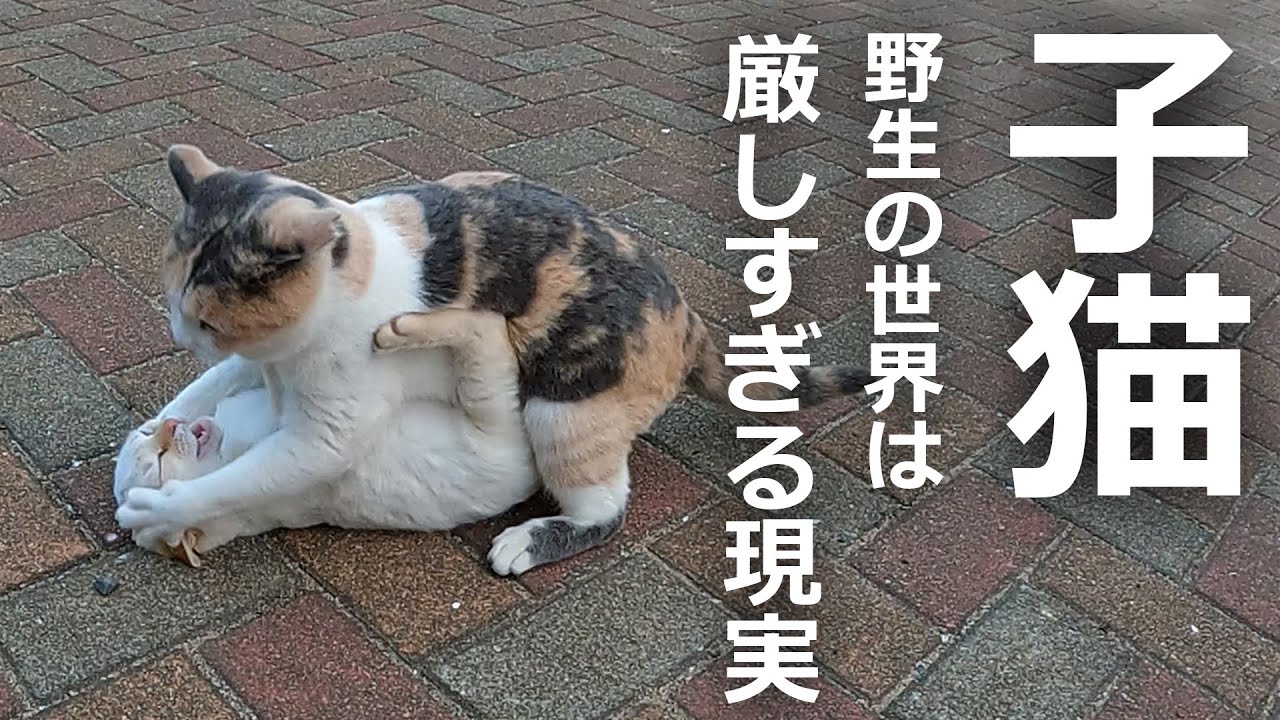 【子猫を襲う母猫!?】野生の世界は厳しすぎた結果…