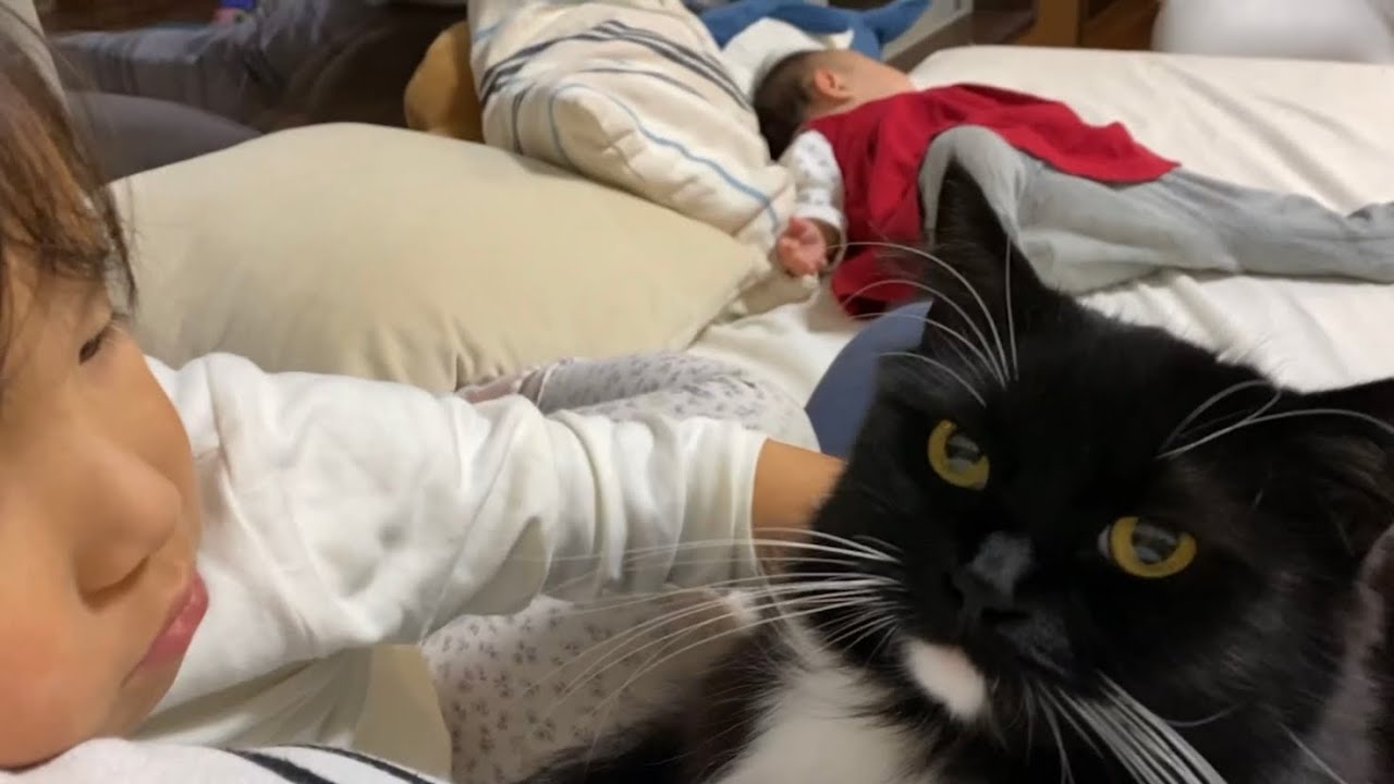 娘を笑顔にする猫　ノルウェージャンフォレストキャットA cat that makes my daughter smile. Norwegian Forest Cat. Ragamuffin.