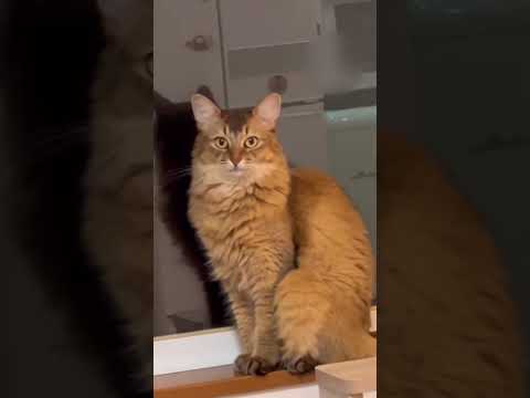 【猫ホイホイ】おやつの引き出しが開いたらどこからでもやってくるソマリ。#shorts #cat