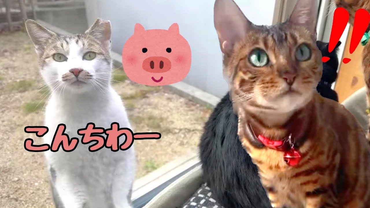 【新猫】豚の鼻を持つ野良猫ちゃんがいらっしゃいました🐽