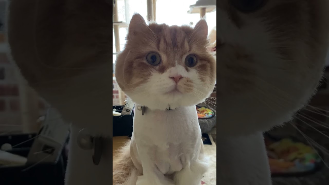 本年も宜しくお願いします #shorts  #猫 #アメリカンカール #cat