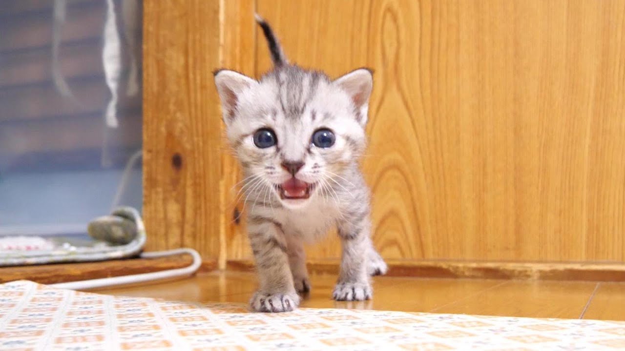 ミルク発見と嬉しそうな顔で子猫が突進してくる【赤ちゃん猫　保護猫】