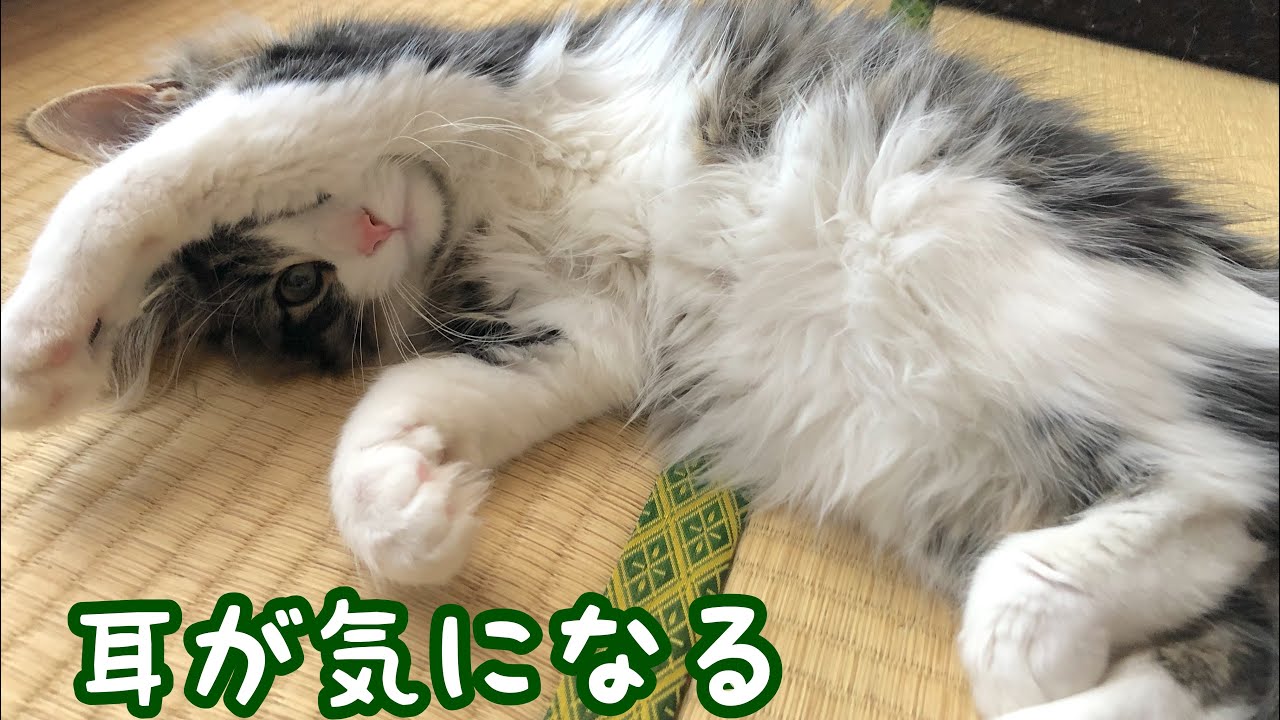 【トンキニーズ】兄猫の耳が気になって怒られる子猫【ノルウェージャンフォレストキャット】