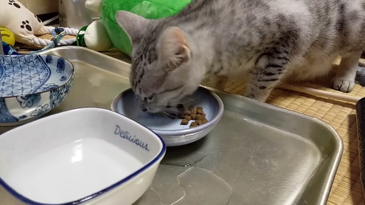 【エジプシャンマウはる】　食事の時間は覚えてます