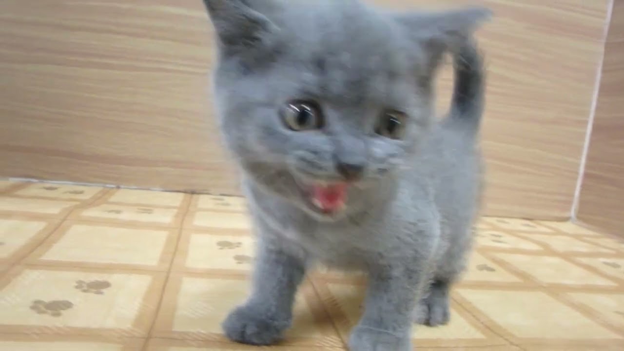 Coo&RIKU　No00609559 ブリティッシュショートヘアー