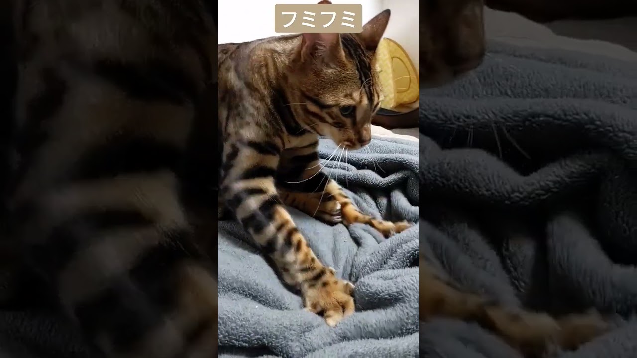 ベンガルのフミフミ　#shorts
