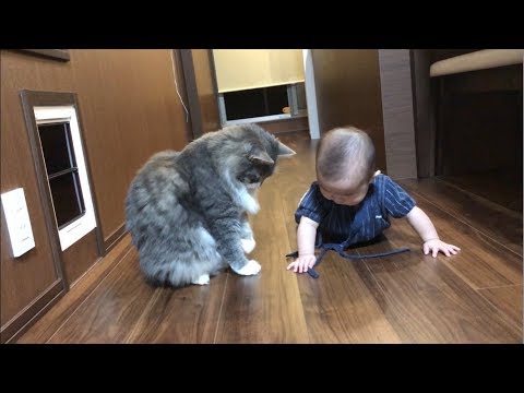 赤ちゃんと良い距離感を保つ猫 ノルウェージャンフォレストキャット Good sense of distance.Norwegian Forest Cat.
