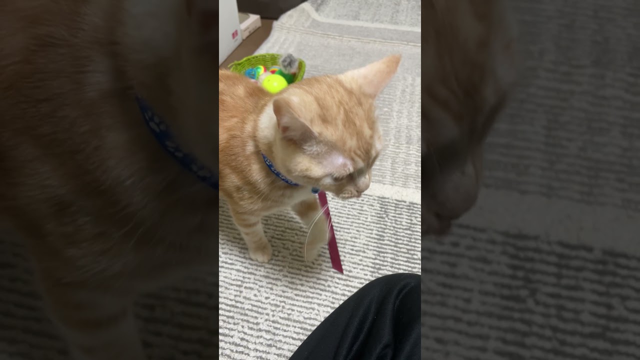 【スコティッシュフォールド]   寝起きの猫を接写したらイケメンだった　 #shorts