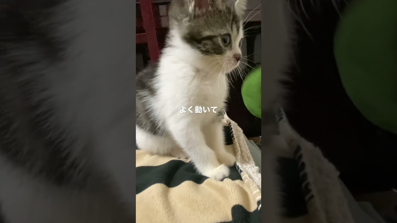 子猫動画　マンチカン猫のラピちゃん　初めておうちに来た日