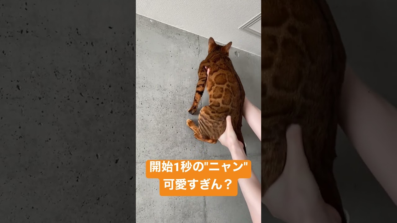 【音あり推奨】壁を登るベンガル猫【可愛すぎる鳴き声有り】#shorts