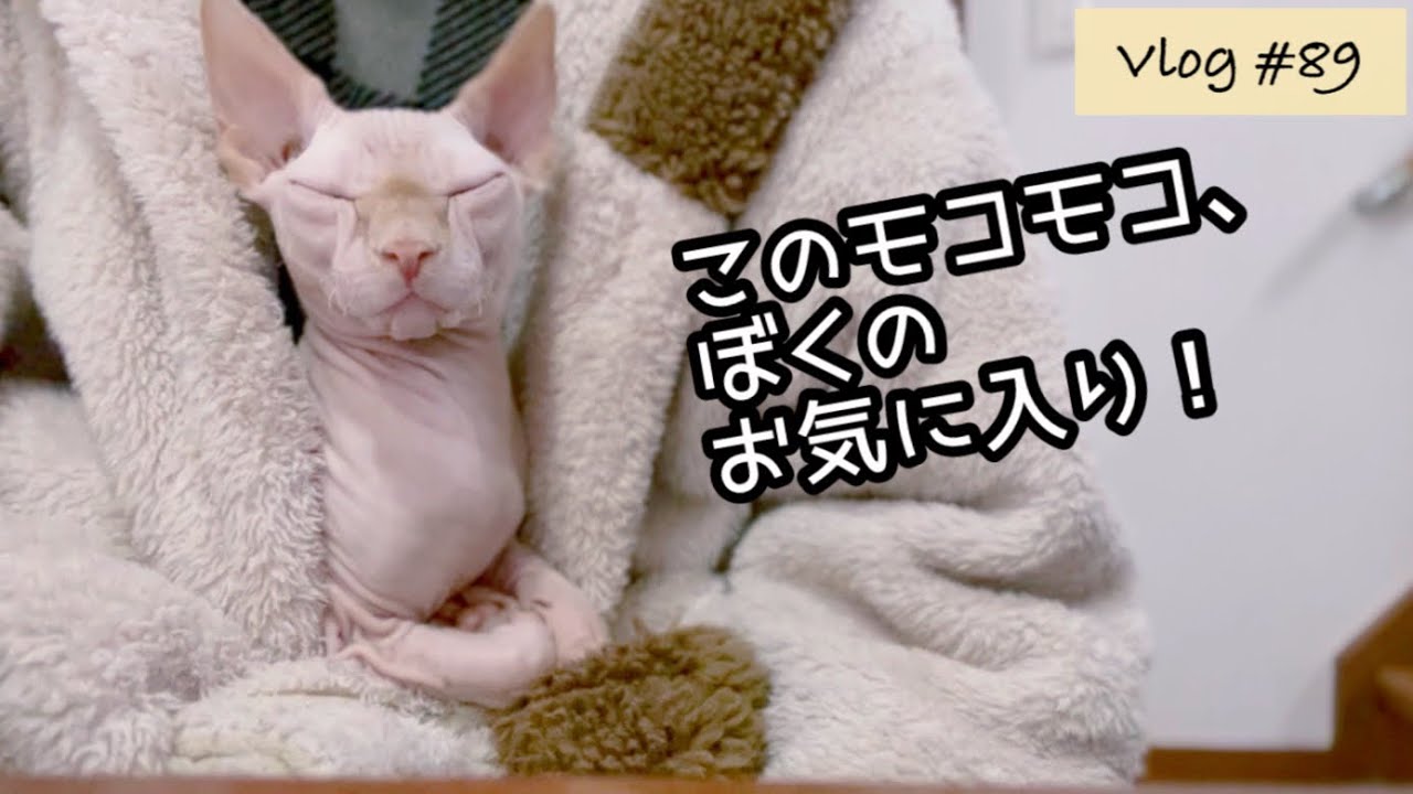スフィンクス子猫に気に入られてしまい不自由を強いられる飼い主