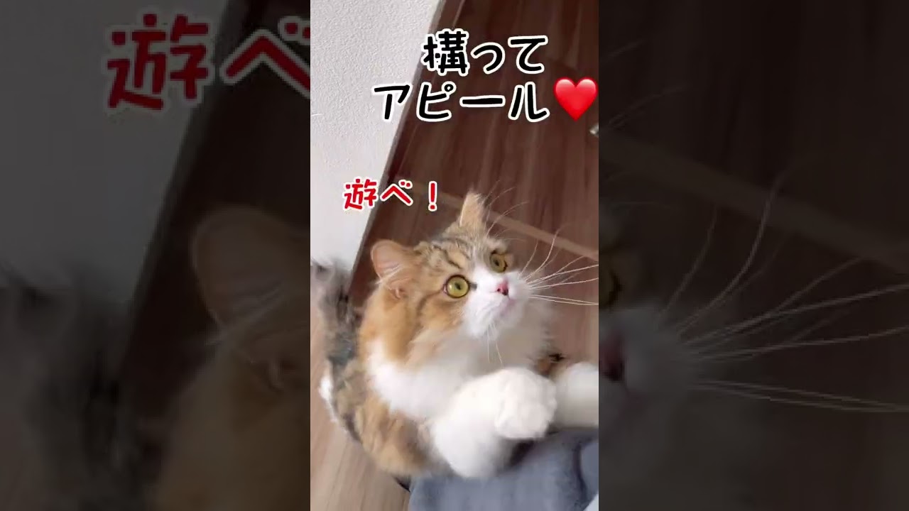 構ってアピールが可愛い過ぎるサイベリアン#shorts