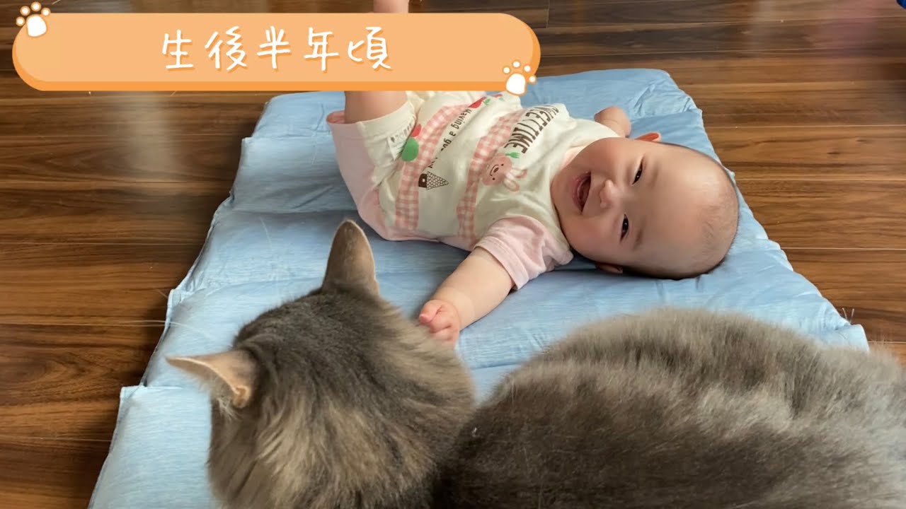生後半年から一歳までの記録〜赤ちゃんの成長を見守る猫〜　ノルウェージャンフォレストキャット&ラガマフィン　cat watching baby grow