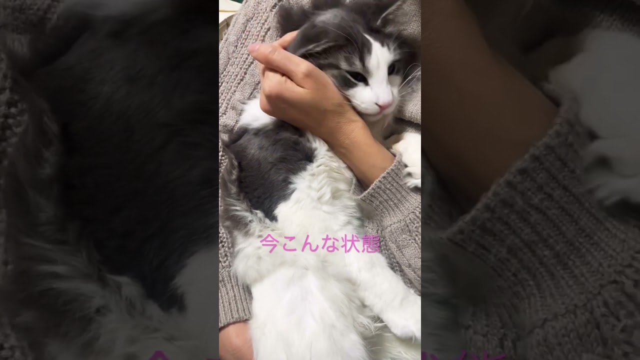 オリバーママに可愛がられるリキ #ノルウェージャンフォレストキャット #かわいい猫 #抱っこ