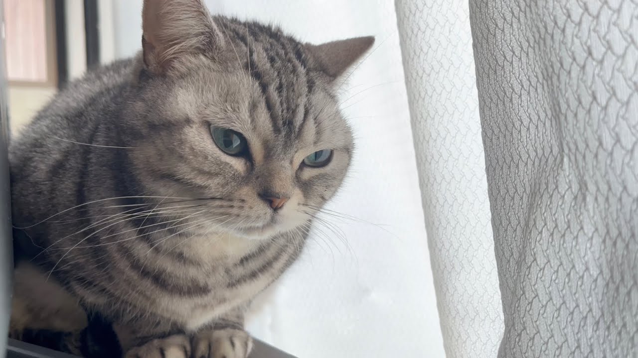 赤ちゃんと猫がいる生活❤️【アメリカンショートヘアのあいちゃん】