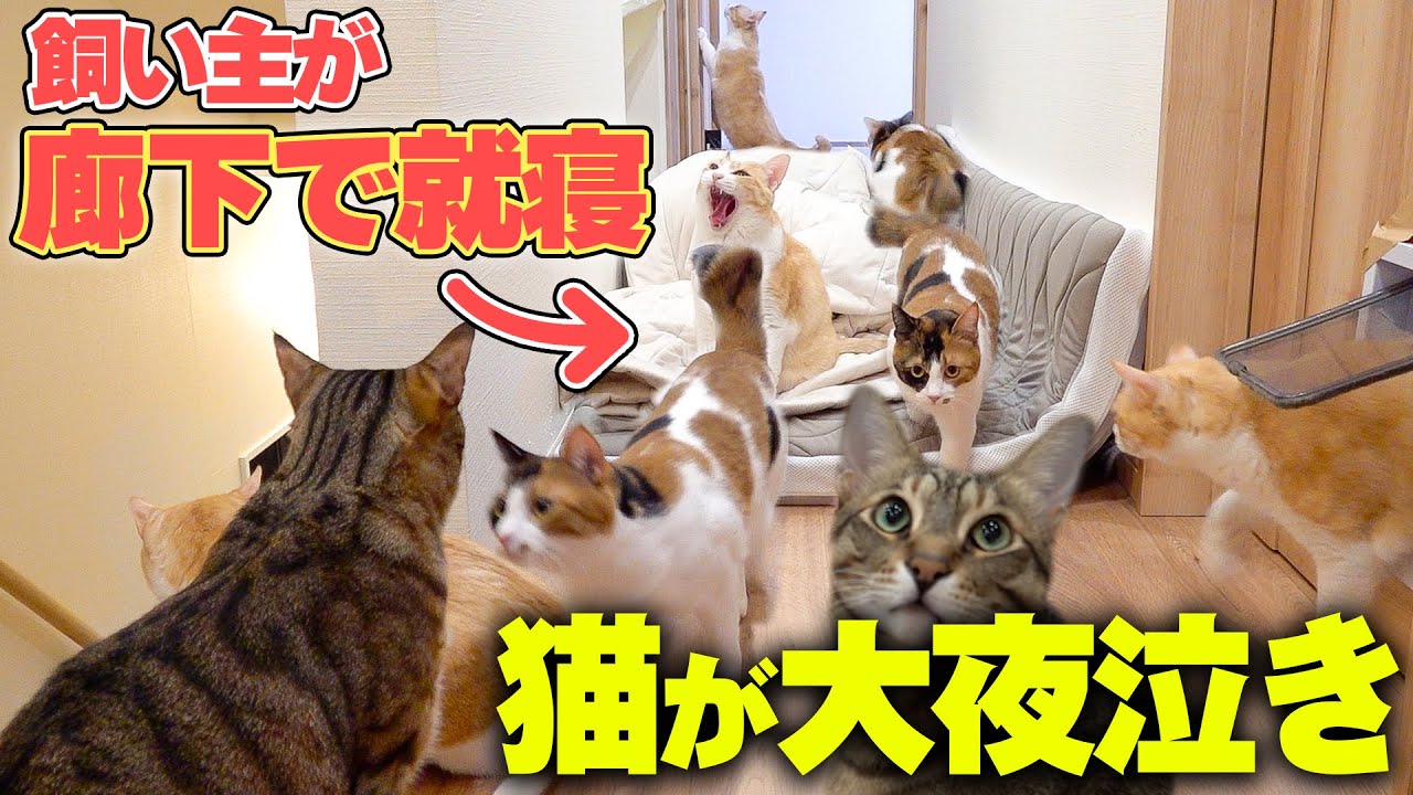 何故か飼い主が廊下で寝ていたら猫たちが大声で泣き始めました…