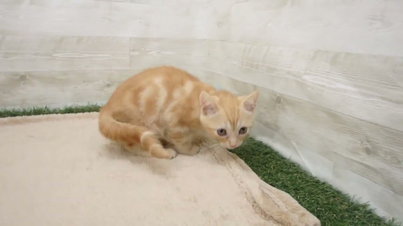 00592130 アメリカンショートヘアー