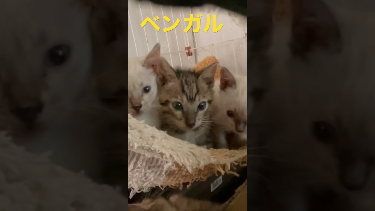 ベンガルベビー　✖️1ヶ月