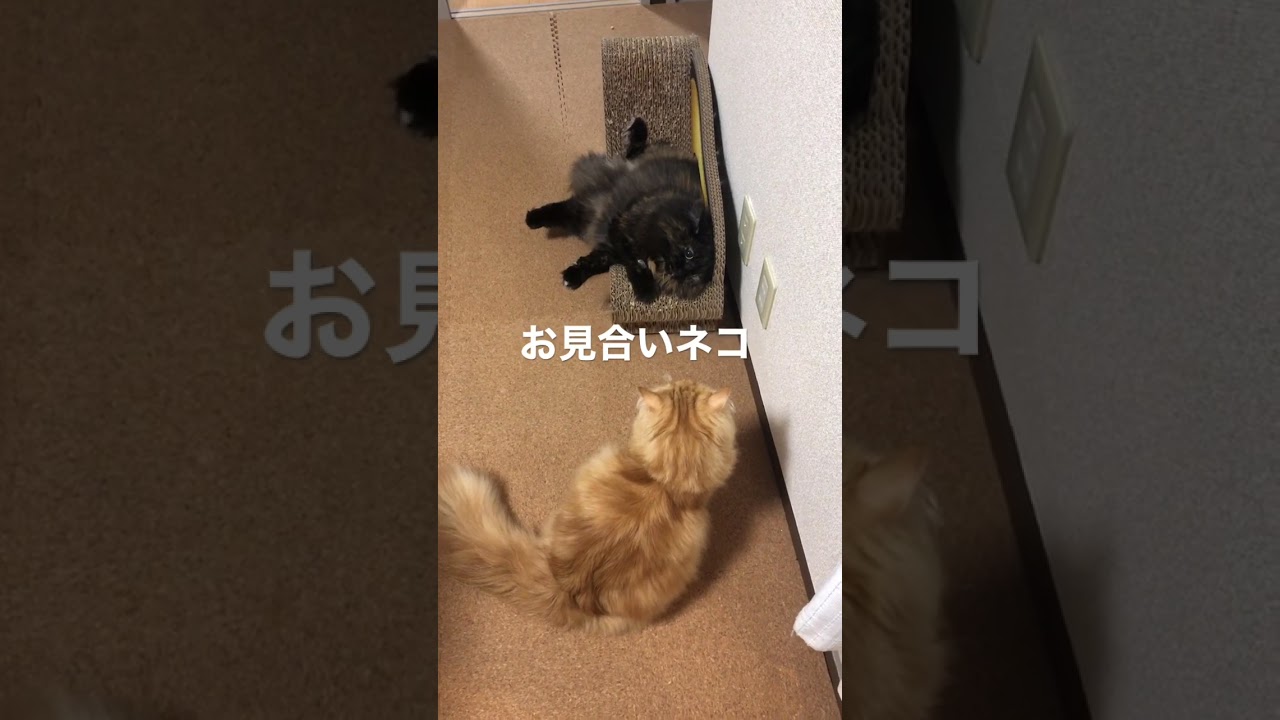お見合いネコ　#ラガマフィン #猫　#Ragamuffin #cat