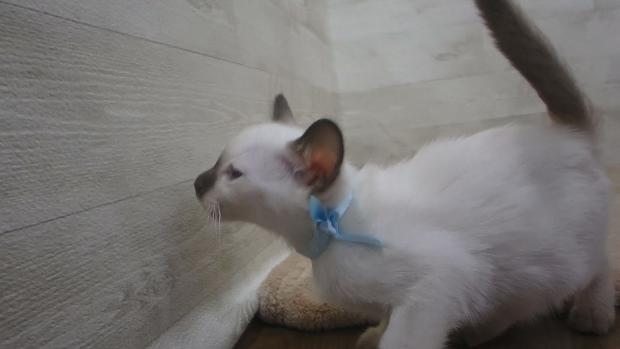 Coo&RIKU　No00562870 トンキニーズ