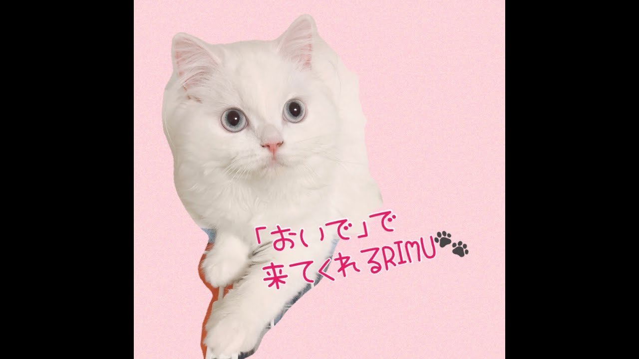 「おいで」で来てくれるツンデレ猫🐾ラガマフィンRIMUのねこLIFE