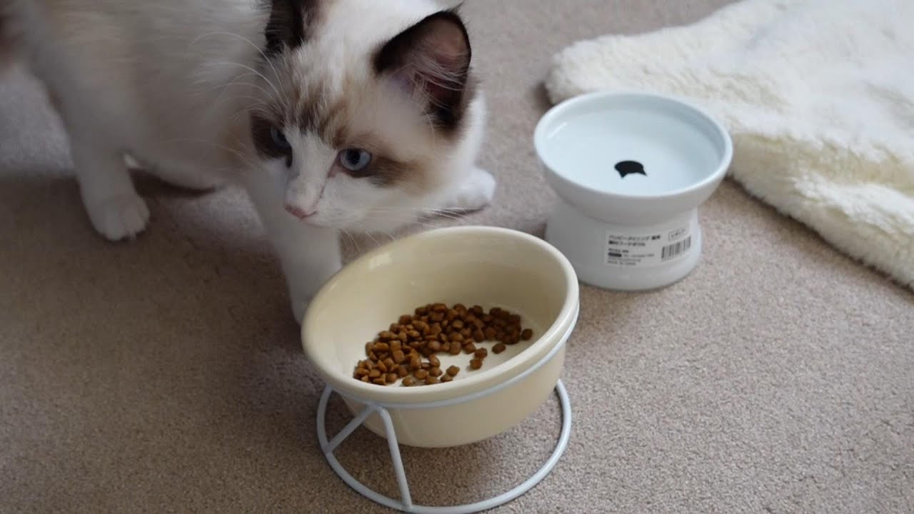 【ラグドール】初めてのカリカリご飯【子猫】