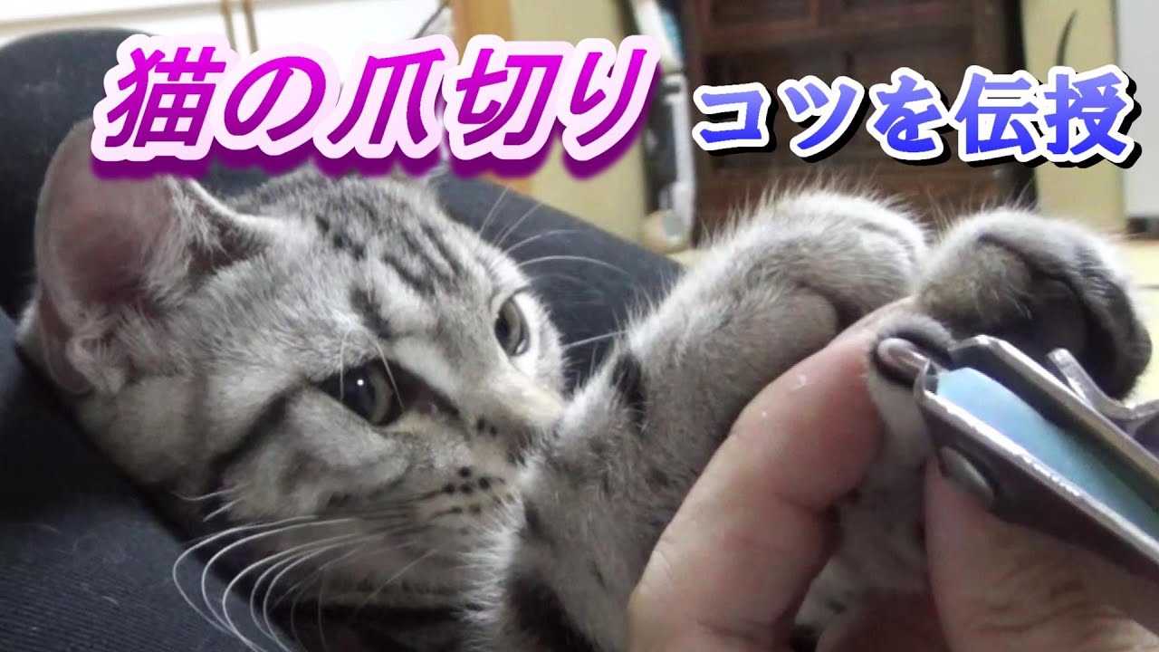 猫の爪の切り方！コツを伝授！猫の爪切り　(猫の雑学知識)