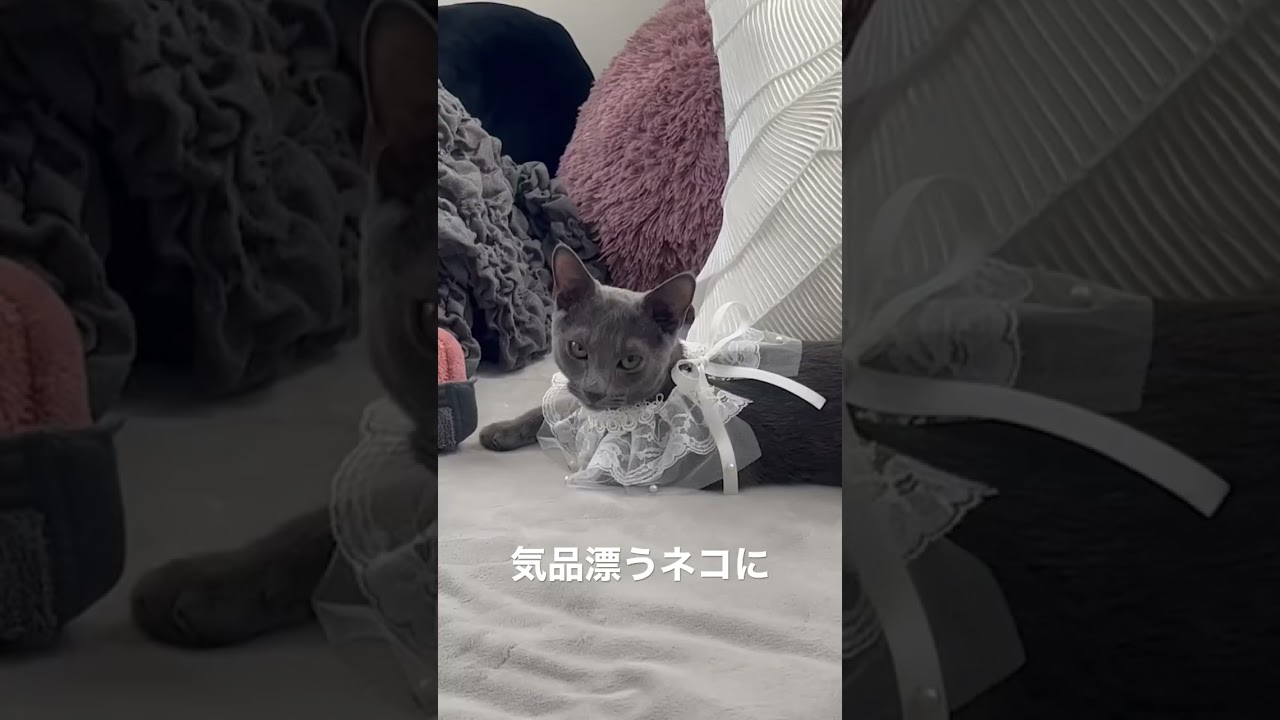 生後半年ロシアンブルーのこねこ。お姉ちゃんにレースをつけられて写真撮影の巻。
