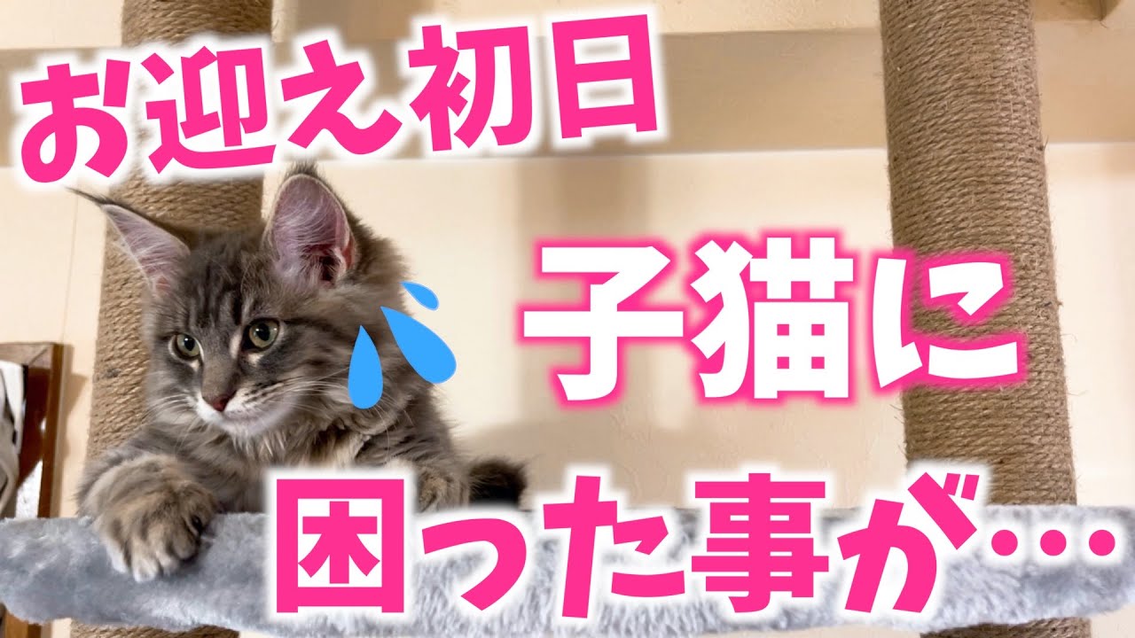 【お迎え初日】子猫がおしっこしない！そんな時は…【メインクーン】