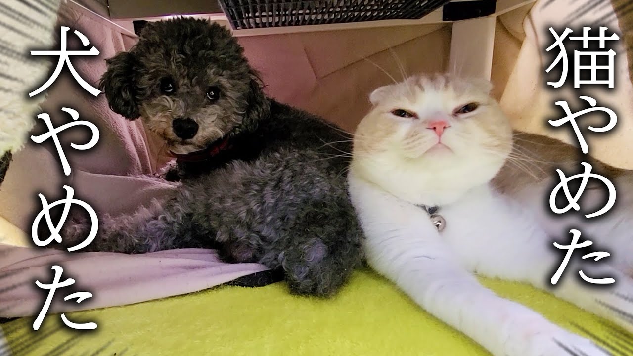 子猫と犬達にバレないようにそーっと帰宅したらこうなった。