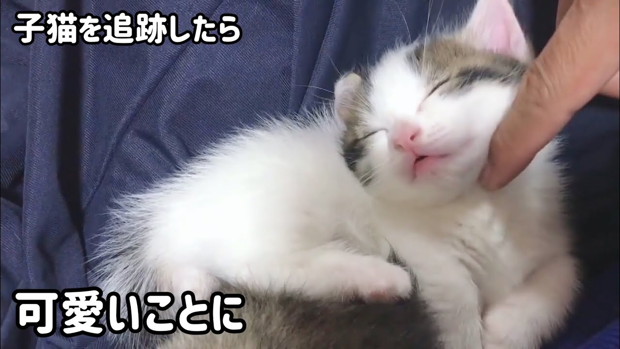子猫を追跡するとかわいい結果にw