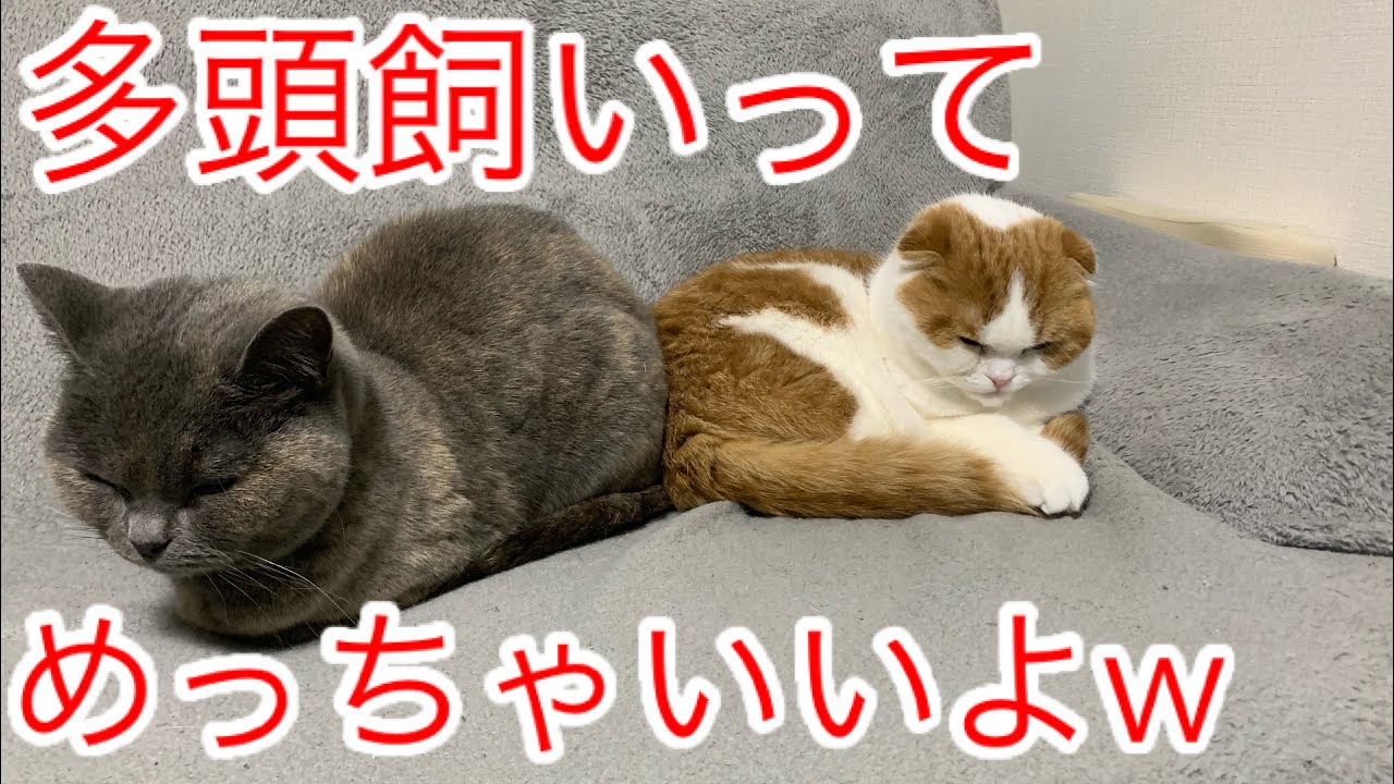 多頭飼いを検討してる方へ【ブリティッシュショートヘア】【スコティッシュフォールド】
