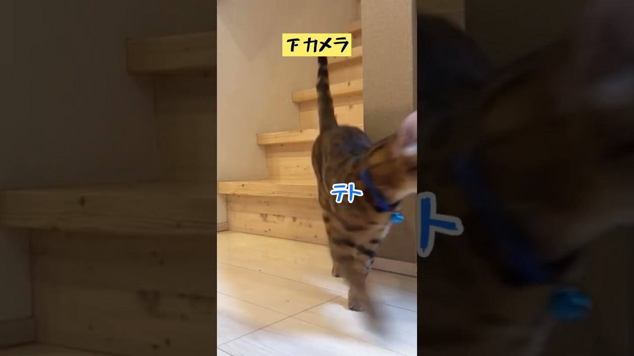 混戦過ぎて順位不明？猫レース手持ちカメラダイジェスト（12/14）