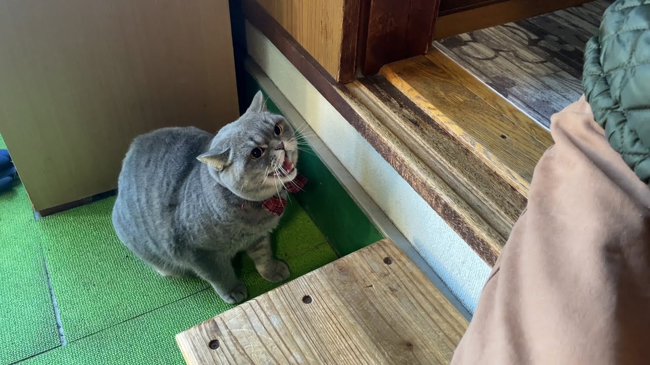 【悲報】ぽっちゃり猫、お客さんに「シャー」をする【スコティッシュフォールド】
