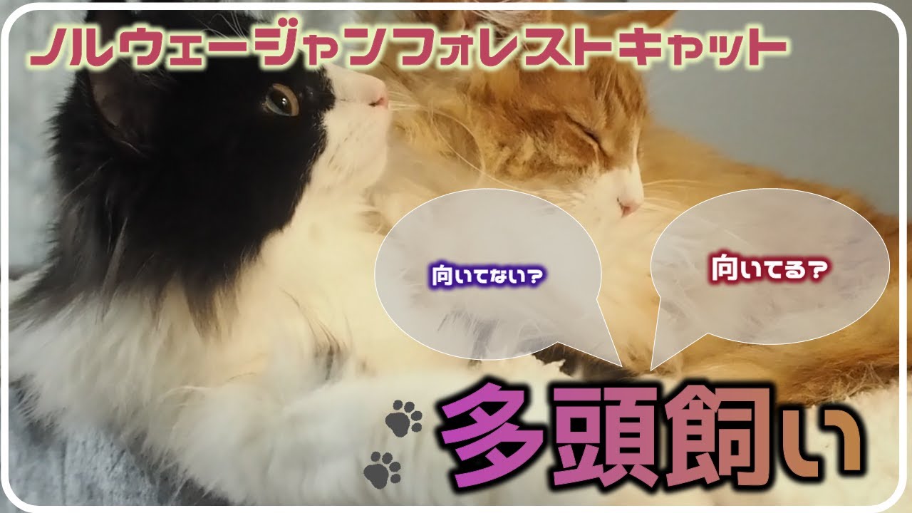 ノルウェージャンフォレストキャットは多頭飼い向いているのか？実際の2匹の相性をご紹介
