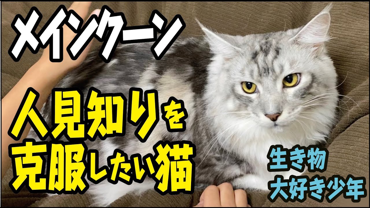 【メインクーン】人見知りを克服したい大型猫