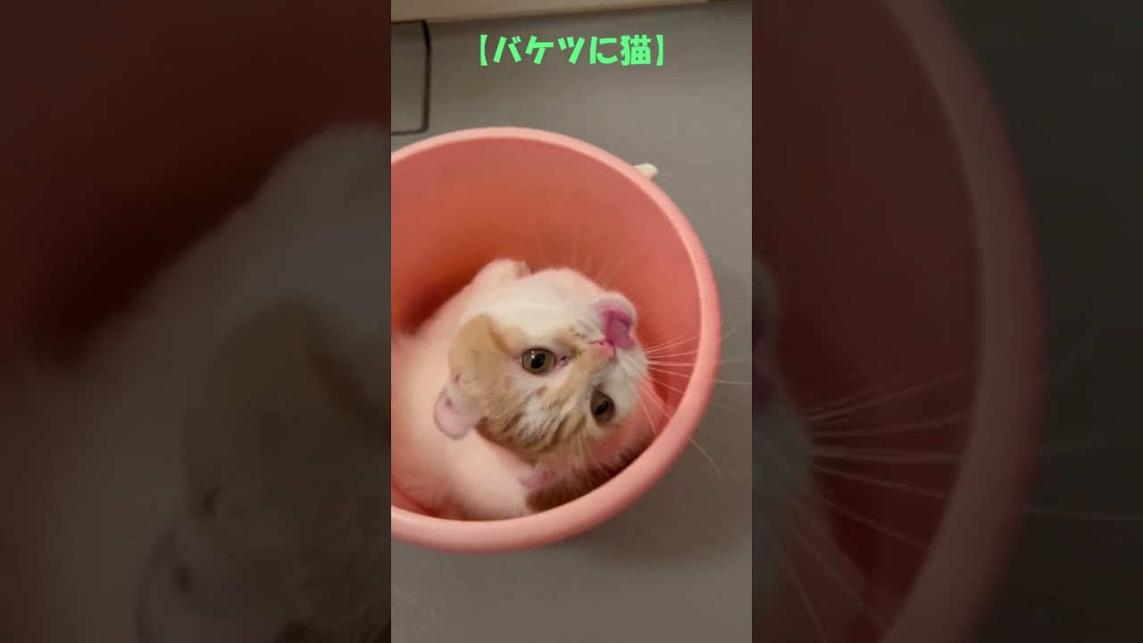 バケツに猫 #shorts  #猫 #アメリカンカール #cat